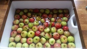 20150825_181659 Apples from broken tree.jpg